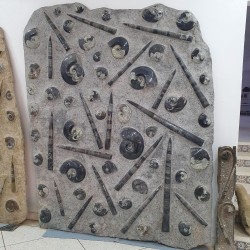 Wall Plate Fossil Goniatite...