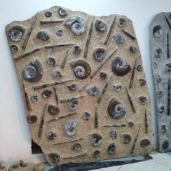 Wall Plate Fossil Ammonite...