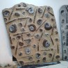 Wall Plate Fossil Ammonite & Orthoceras - Reference: P2