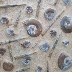 Wall Plate Fossil Ammonite & Orthoceras - Reference: P2