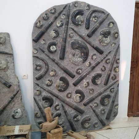 Wall Plate Fossil Goniatite & Orthoceras - Reference: P3