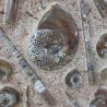 Wall Plate Fossil Ammonite & Orthoceras - Reference: P5