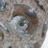 Wall Plate Fossil Ammonite & Orthoceras - Reference: P6