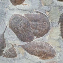Fossil Trilobite Plate - Reference: P7