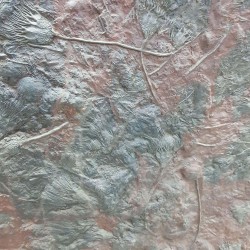 Crinoid Fossil Plate - Reference: P9