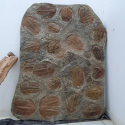 Fossil Trilobite Plate -...