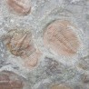 Fossil Trilobite Plate - Reference: P11