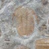Fossil Trilobite Plate - Reference: P11