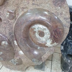 Ammonite & Orthoceras Fossil Plate - Reference: P12