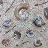 Ammonite & Orthoceras Fossil Plate - Reference: P13