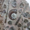 Ammonite & Orthoceras Fossil Plate - Reference: P14