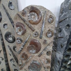 Ammonite & Orthoceras Fossil Plate - Reference: P16