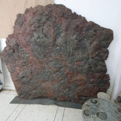 Crinoid Fossil Plate -...