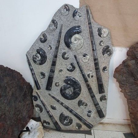 Wall Plate Fossil Goniatite & Orthoceras - Reference: P18