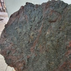 Crinoid Fossil Plate with custom stand - Reference: P19