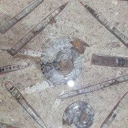 Fossil Marble Table - Reference: T11