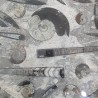 Fossil Marble Table - Reference: T13