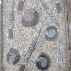 Fossil Marble Table - Reference: T14