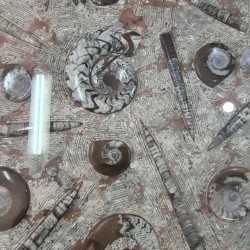 Fossil Marble Table - Reference: T17