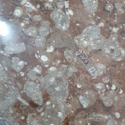 Fossil Marble Table - Reference: T28
