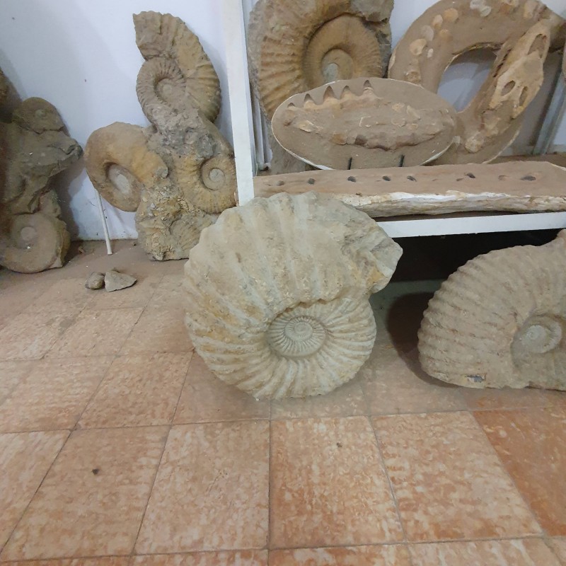 Ammonite - Reference: A2