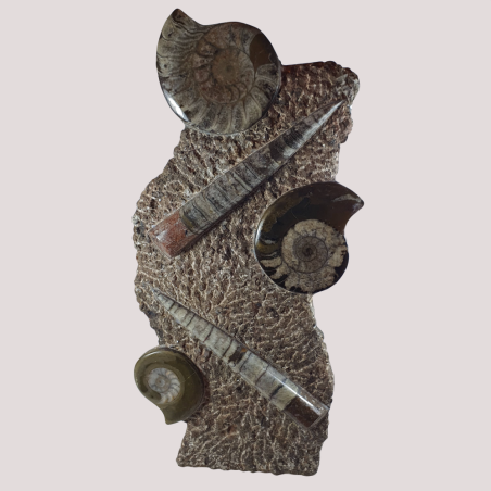 Orthoceras and Ammonite Fossil Plaque - Reference: FD10