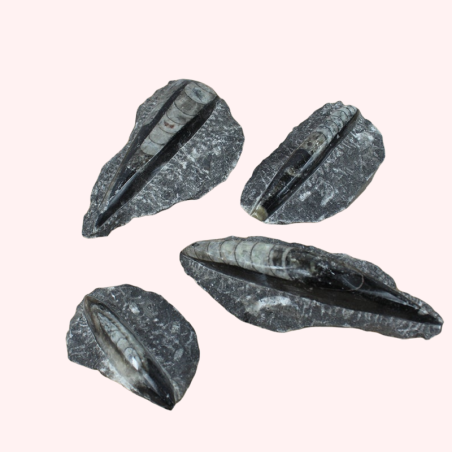 Orthoceras Fossil Plaque - Reference: FD11