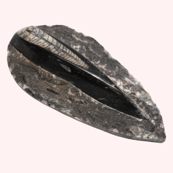 Orthoceras Fossil Plaque - Reference: FD11