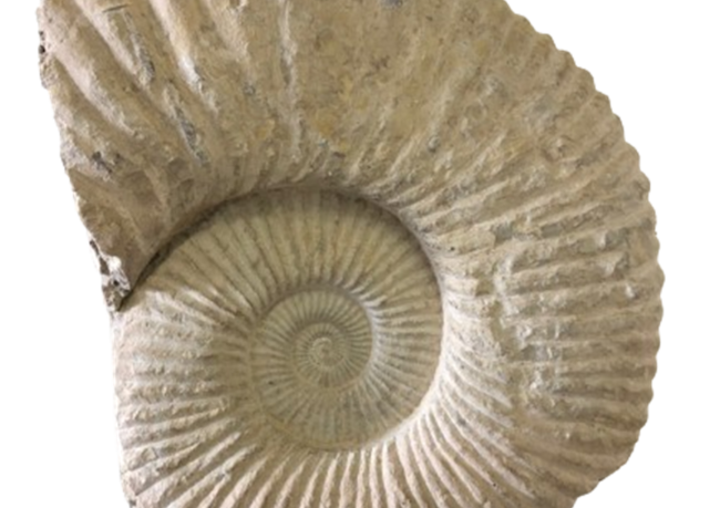 Intricate spiral ammonite fossil