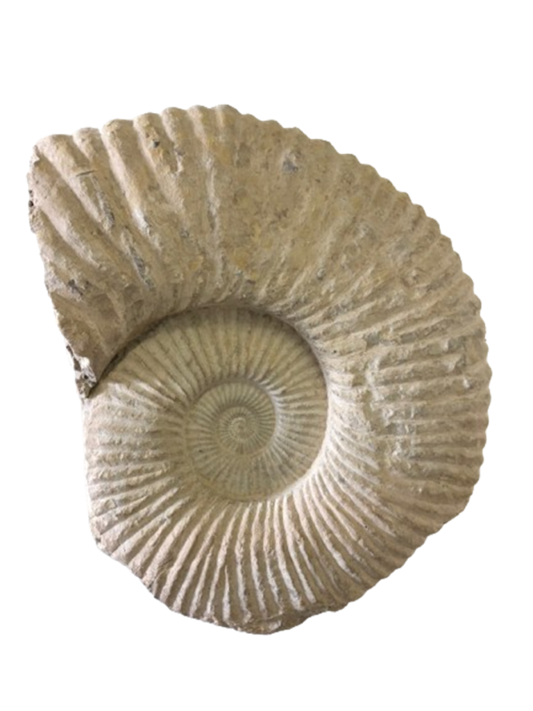 Intricate spiral ammonite fossil