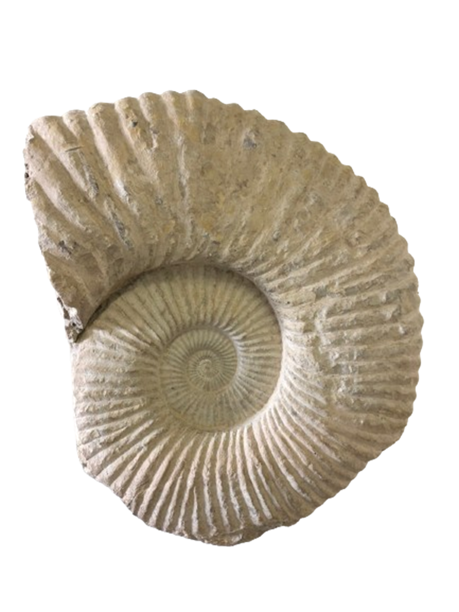 Intricate spiral ammonite fossil