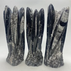 Orthoceras Fossils