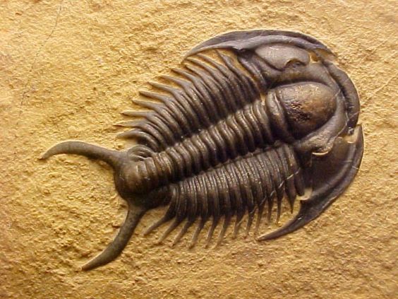Discovering the fascinating world of trilobites