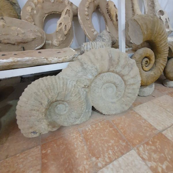 Large Ammonite Fossil