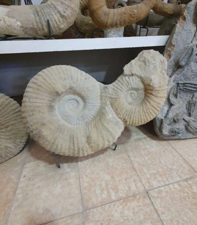 Ammonite Shell Fossil