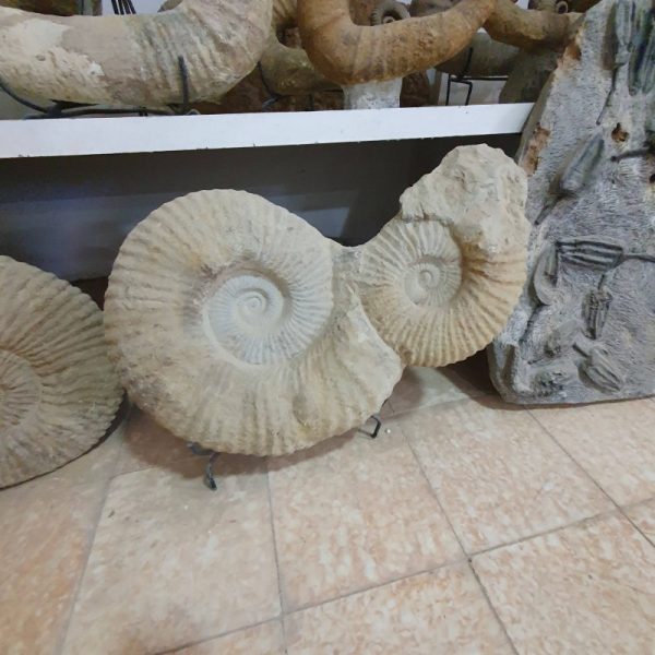 Ammonite Shell Fossil