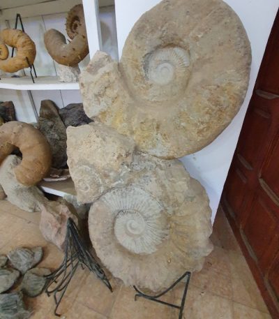 Giant Ammonite Fossil