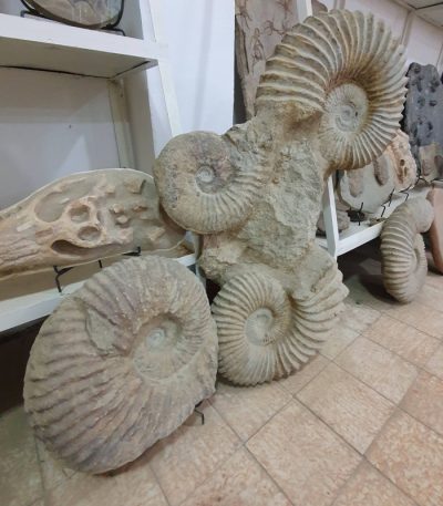 Ammonite Fossil Shell