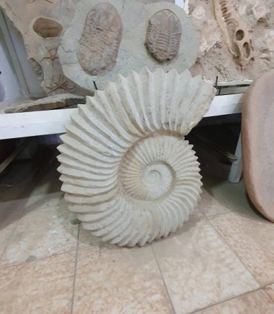 ammonite fossils