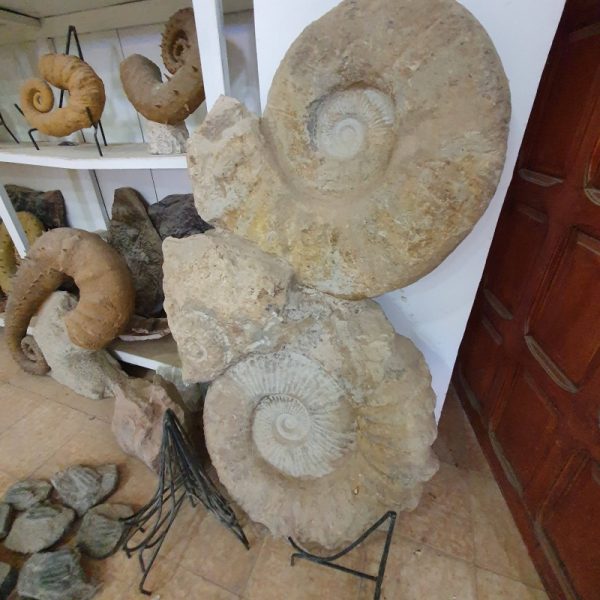 Giant Ammonite Fossil