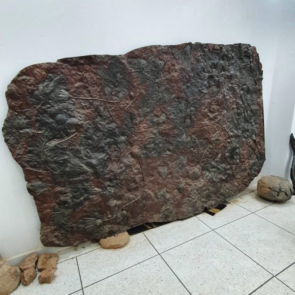 Crinoid Fossil Plate