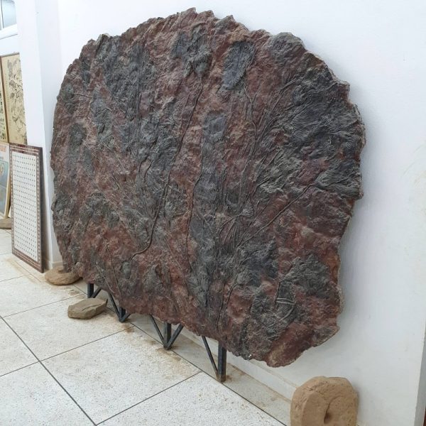 complete crinoid fossil