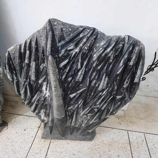 Orthoceras Fossil Plate