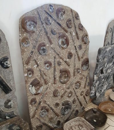 Ammonite Plate Orthoceras Displa