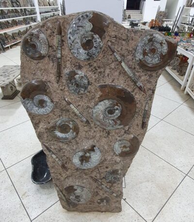 Ammonite Orthoceras Morocco