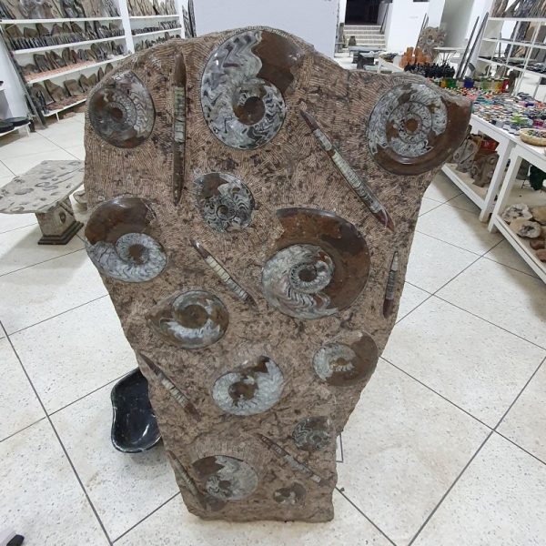 Ammonite Orthoceras Morocco