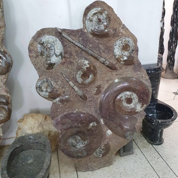 Orthoceras and Ammonite Plate