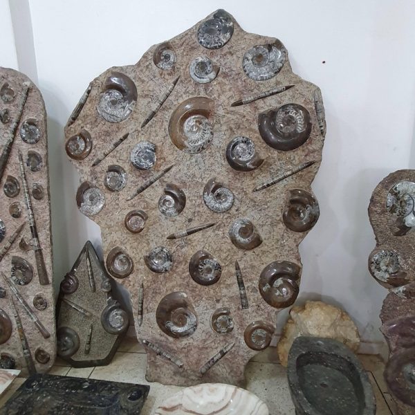 Orthoceras Fossil Death Plate