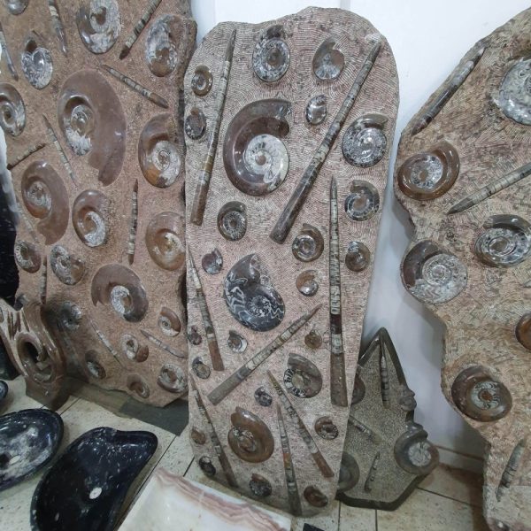 Ammonite Orthoceras Morocco