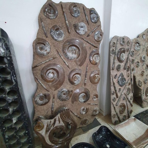 Orthoceras and Ammonite Fossil Plate from Morocco